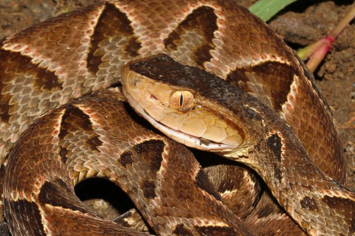 And! That the reason! The Fer-de-lance! Is so goddamn venomous!Is that it had to go, "oh fuCK IT'S POSSUMS EVOLVE EVOLVE EVOLVE!"