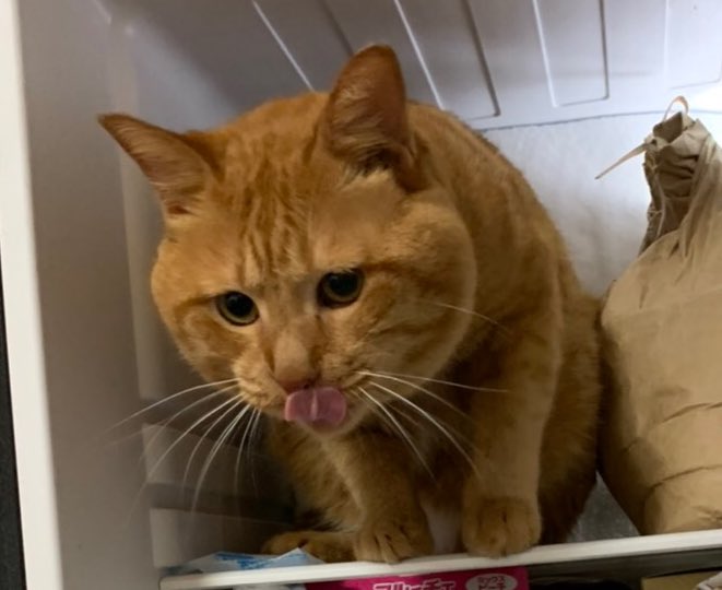 頁（おおがい） tweet media