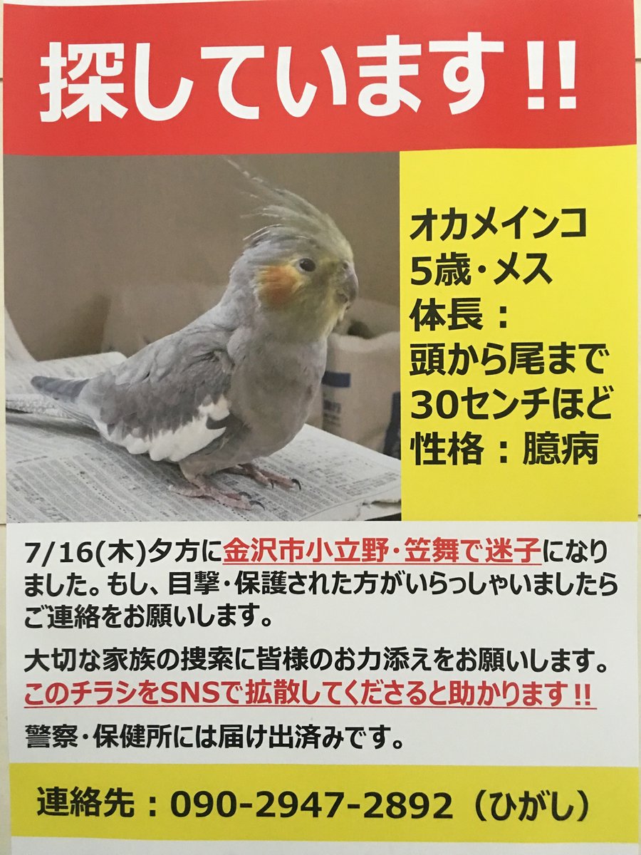 p_chan_0520's tweet photo. 【拡散希望】3週間以上経ちましたがまだ何も情報がありません😢💦
連休中に何店舗か新たにポスター掲示していただきました。お忙しい中お話しを聞いて下さりありがとうございます❗️
保護情報などご存知の方、ご連絡お願い致します🙇‍♂️ #迷子鳥 #インコ迷子 #石川県 #金沢市 #保護鳥 #拡散希望 https://t.co/RfMYZyxsaZ