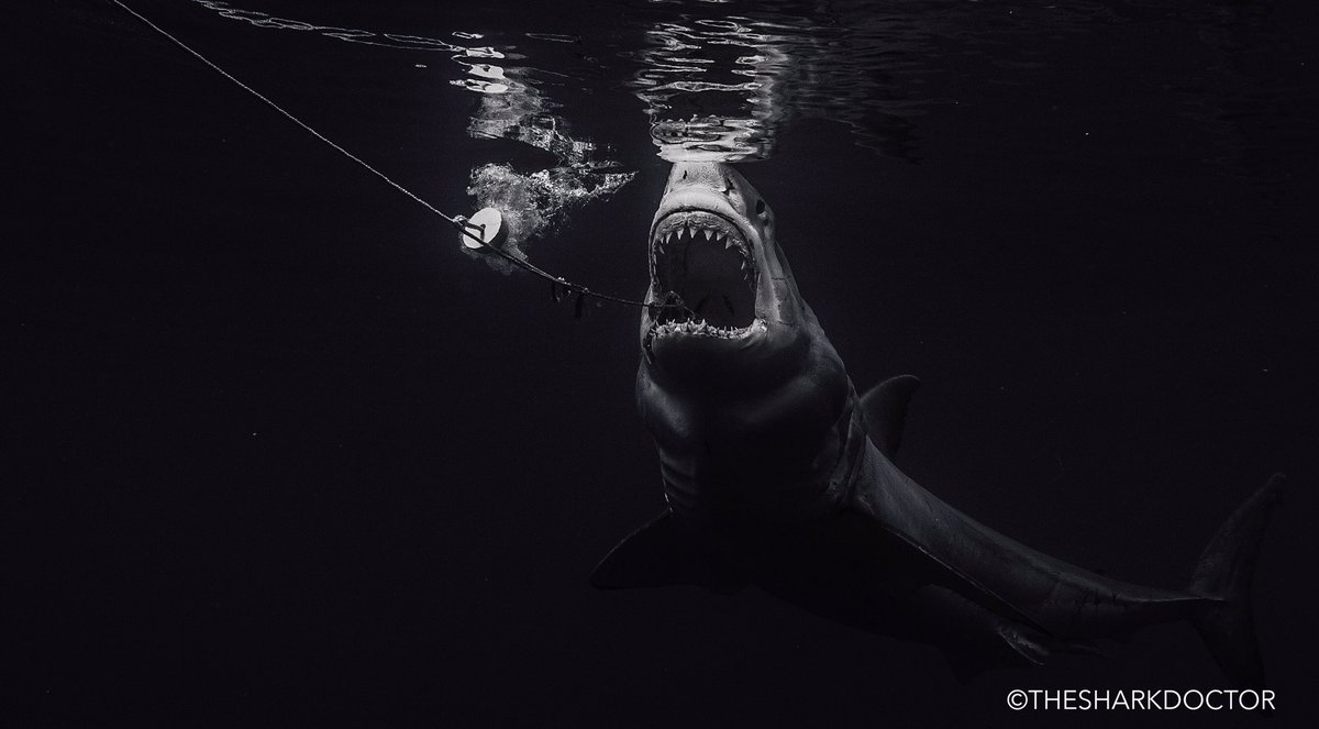 TheSharkDoctor's tweet photo. Many people fear sharks, but I hope you can tune into @sharkweek and give us the opportunity to help turn that fear into fascination!  Once u learn about these animals, u begin to see them for what they are - a key component of our marine ecosystems that we can’t live without! https://t.co/s2pz8S6IUu