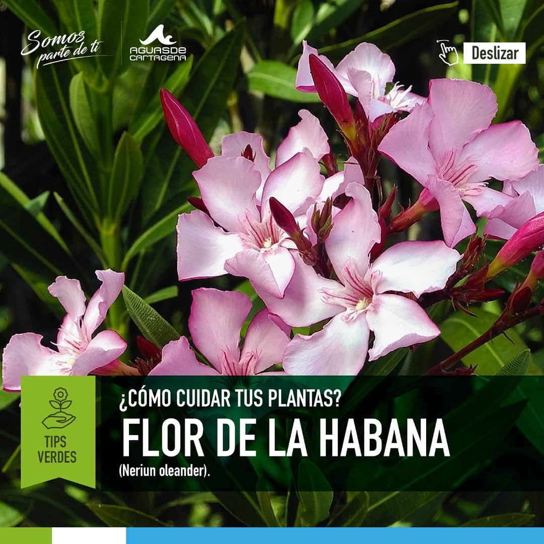 Acuacar's tweet photo. #TipsVerde
La flor de la Habana es un arbusto resistente a las sequías, calor y salinidad.
Aquí te dejamos algunos tips para su cuidado.
#SomosParteDeTI #Acuacar https://t.co/ggZuAlks6d