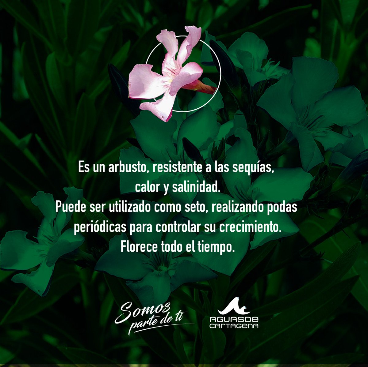 Acuacar's tweet photo. #TipsVerde
La flor de la Habana es un arbusto resistente a las sequías, calor y salinidad.
Aquí te dejamos algunos tips para su cuidado.
#SomosParteDeTI #Acuacar https://t.co/ggZuAlks6d