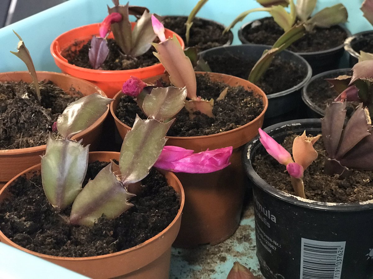 TowcesterCountryMarket tweet media