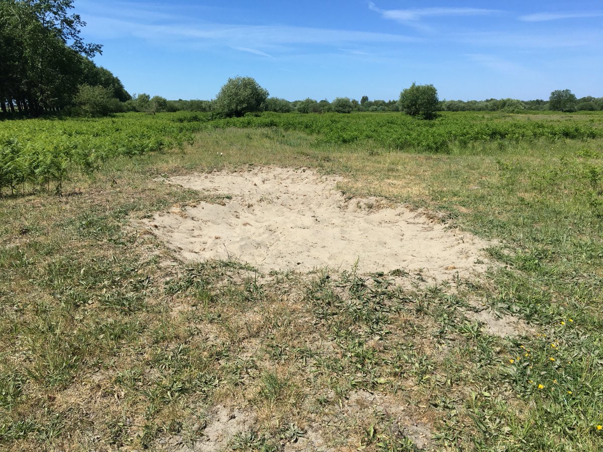 Apis1Apis's tweet photo. Pluimvoetbijen hebben zich gevestigd in een zandbad van de wisenten #SvdH @ZeeuwsLand @FREE_Nature #freenature https://t.co/Q31uJJLhsE