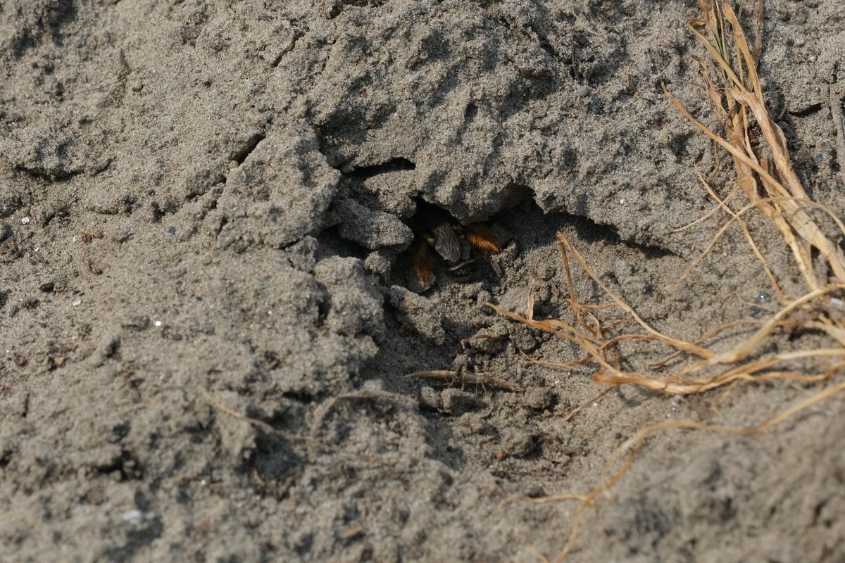 Apis1Apis's tweet photo. Pluimvoetbijen hebben zich gevestigd in een zandbad van de wisenten #SvdH @ZeeuwsLand @FREE_Nature #freenature https://t.co/Q31uJJLhsE