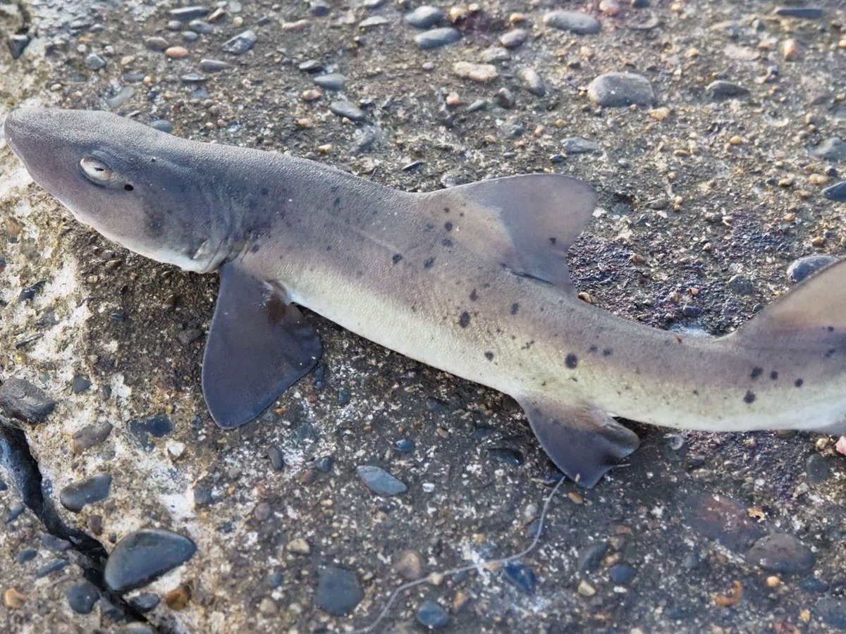 Hina 釣りに行ったらサメが釣れた ドチザメ キャッチアンドリリース