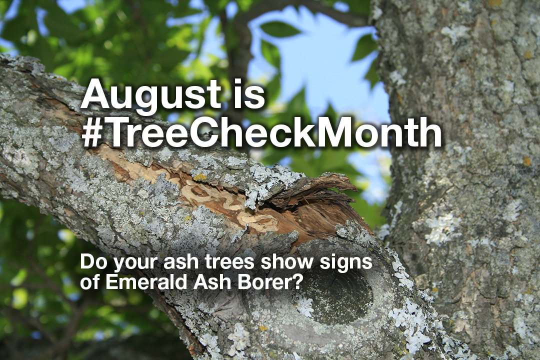 LallemandForest's tweet photo. August is dubbed #TreeCheckMonth to encourage homeowners to check for invasive species. A couple of symptoms for #EmeraldAshBorer is splitting of the bark and s-shaped galleries in the wood. https://t.co/8AwDuxGfgW