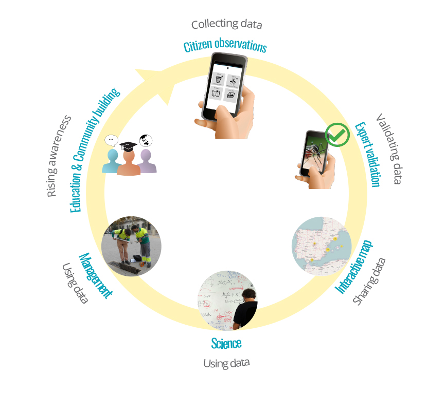 Mosquito_Alert's tweet photo. With the #AppMosquitoAlert you can help scientist study where some of the invading #mosquitoes are expanding and precede their expansion in areas where they have not yet reached.

¡Read and share! 🦟
👇👇
https://t.co/nwEQhZB4PU https://t.co/MnH05xhiTQ