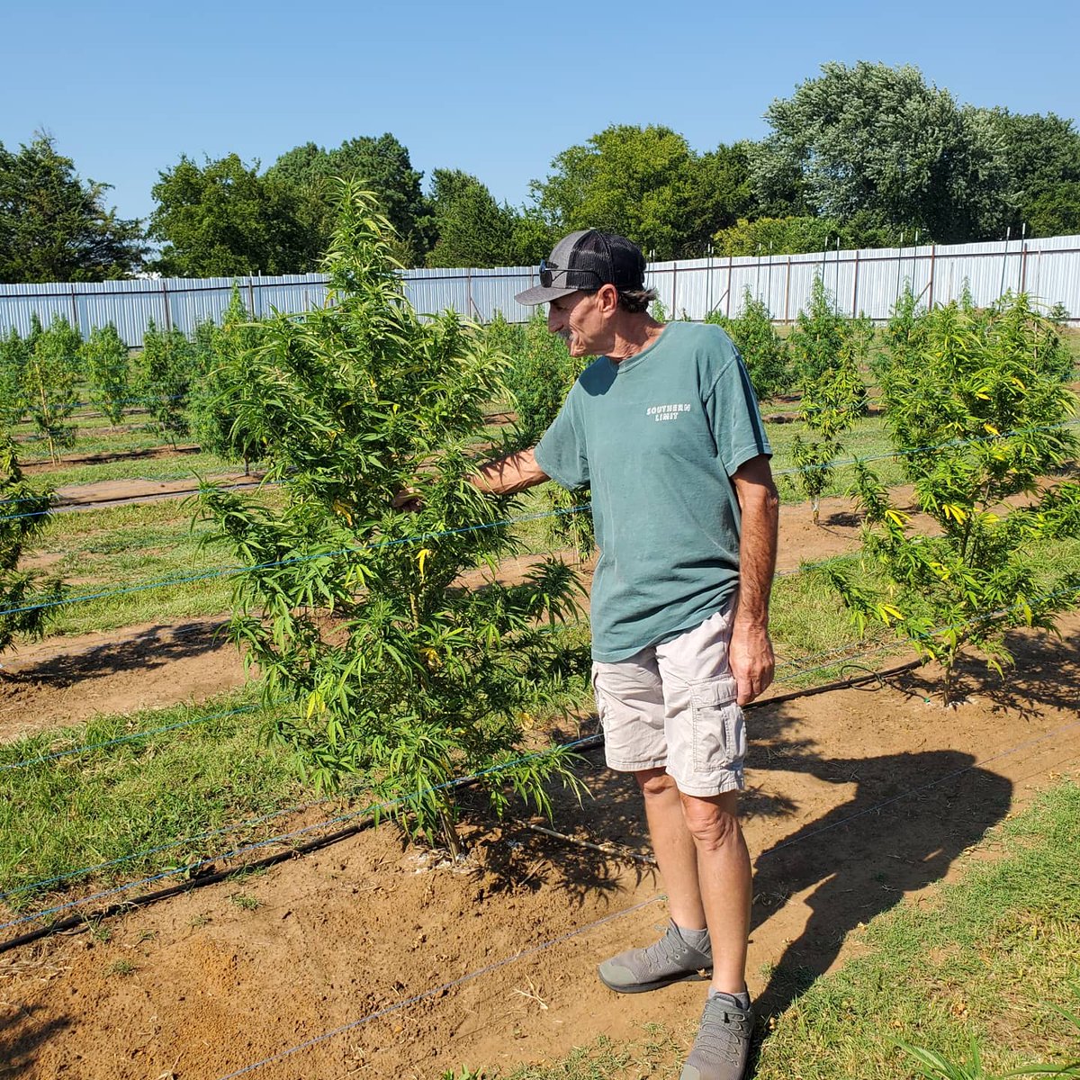 A little individual attention for some of the KC33 and Lust ladies. #budbrothersfarms #medicatethestate #stickyhandscleanmoney
