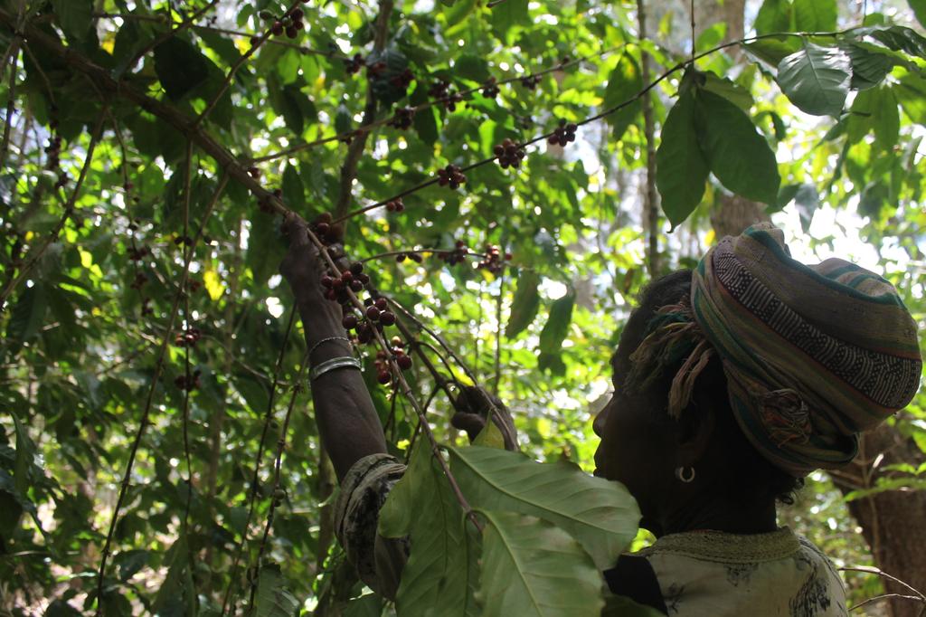 Silva_Lcheta's tweet photo. Coffee plantation in aldeia Riatelu, suku Lahae, Aileu. https://t.co/Etn4Fekohx