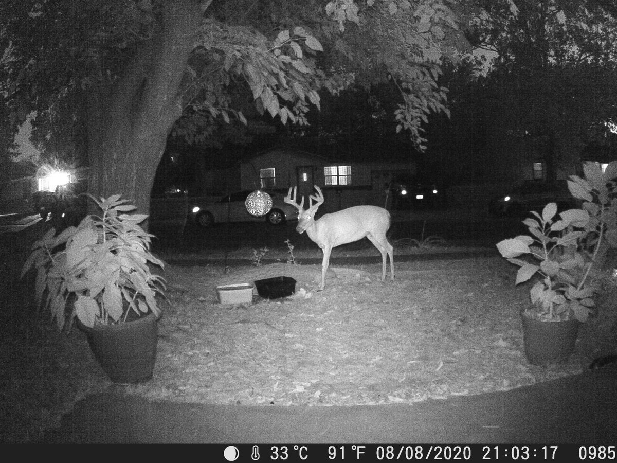 Nice sized buck in the front yard the other night