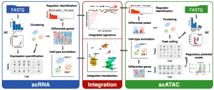 GenomeBiology's tweet photo. Wang, Sun, @fooliu, @XShirleyLiu and co present MAESTRO, for model-based analyses of transcriptome and regulome, for integrative analysis of single-cell RNA-seq and ATAC-seq data. It can automatically annotate cell type clusters, and infer regulators. https://t.co/SqY2jn83nA https://t.co/74L0lk9UbB