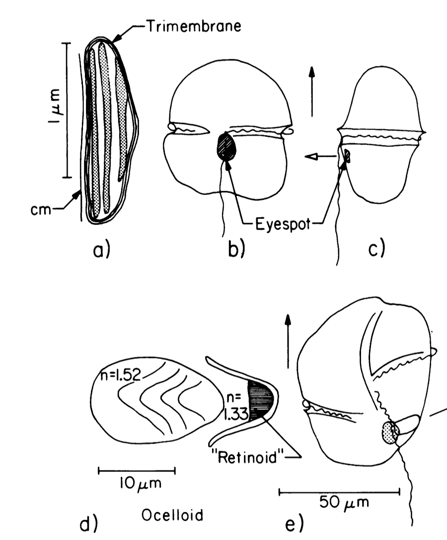 micromotility's tweet photo. Meanwhile many #protists (#ciliates, #flagellates) use helical klinotaxis for navigation, e.g. to orient toward light sources... this is a particular enlightening paper https://t.co/0thyIyd24G [10/N] https://t.co/RhkgpvQiCq