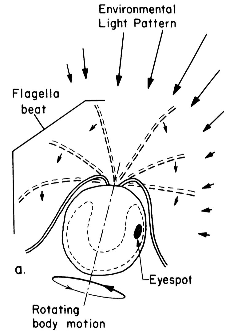 micromotility's tweet photo. Meanwhile many #protists (#ciliates, #flagellates) use helical klinotaxis for navigation, e.g. to orient toward light sources... this is a particular enlightening paper https://t.co/0thyIyd24G [10/N] https://t.co/RhkgpvQiCq