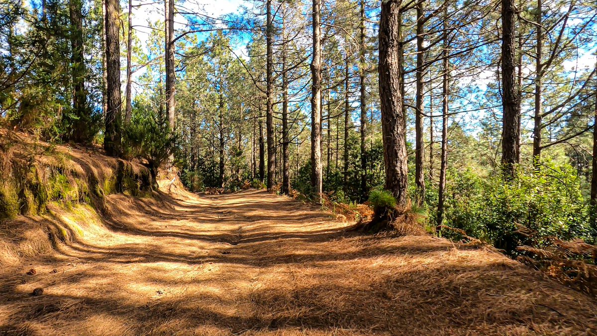 myquadsandbikes's tweet photo. Conduce a través de bosques de pinos y conecta con la naturaleza de #laislabonita en nuestra ruta “LaCumbre”. Reserva en https://t.co/FgCSLdT6d0 #quadtours #lapalma #canarias #moto #atv #rutas #actividades #naturaleza #pinos #nature #quadslapalma #lapalmaenquad https://t.co/EtxCI5Qd5G