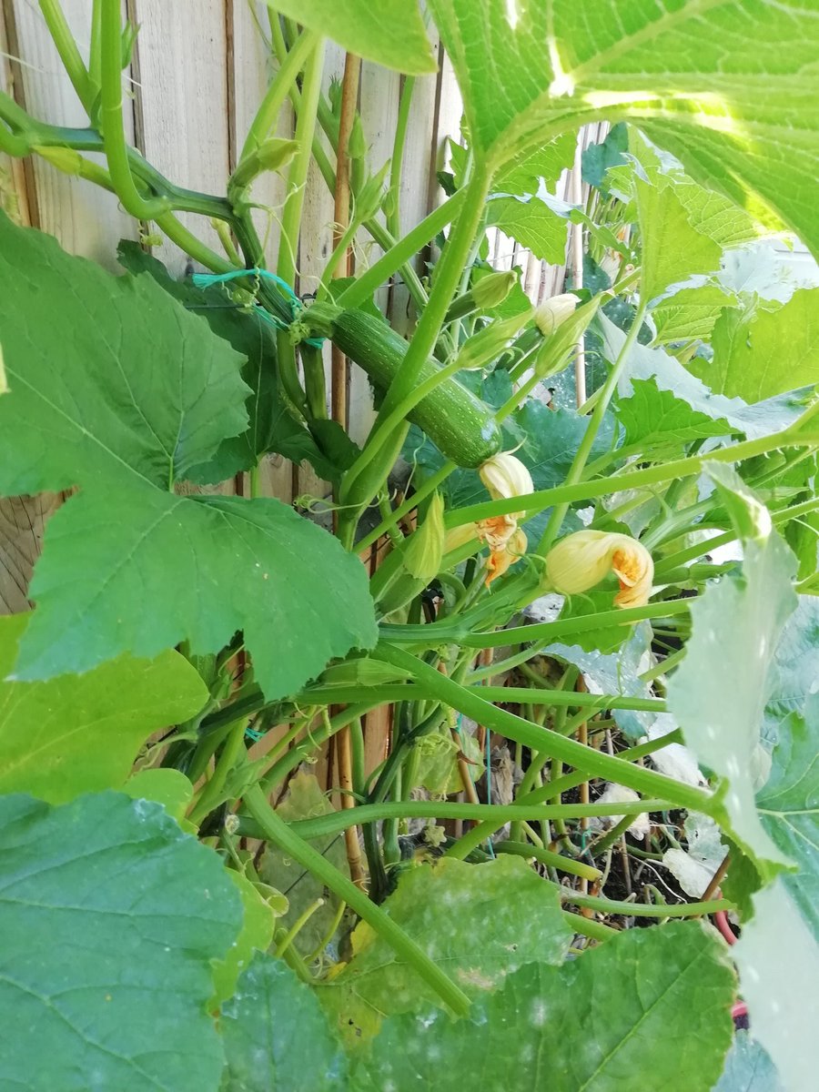 Well, after a tricky start, the climbing #courgettes are doing really well, even if it does look like a jungle!
#thegreatbritishgardenshow