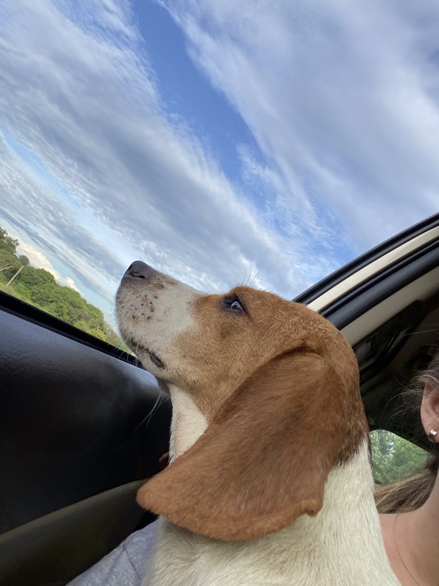 Holaa! Me encontre esta perrita por El cruce de Santa Ana-Belen. Porfaaa denle RT para ver si aparecen los dueños