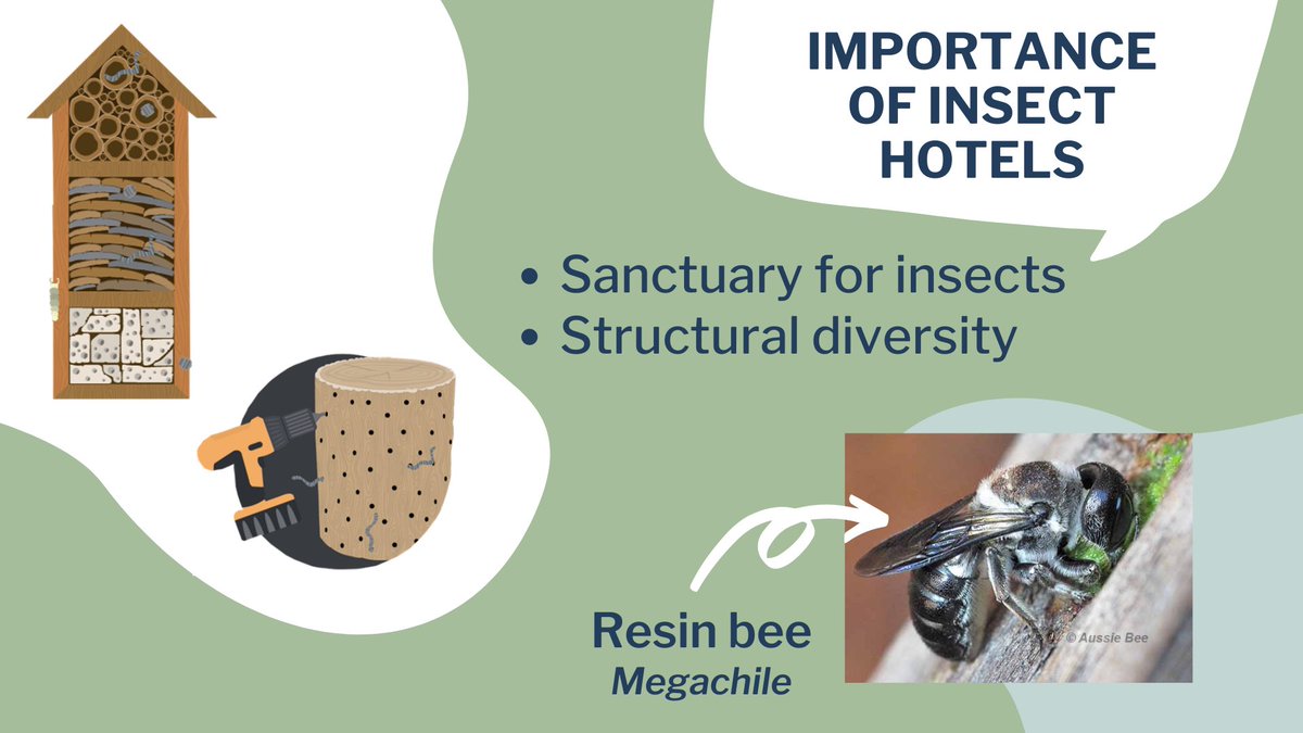 Really enjoyed giving a talk about the importance of insect hotels and the elements of effective design for Scitech, WA’s new exhibition ‘Earth Matters’ staff preparation night. I was also able to meet a longtime idol, Mandy Bamford 🌿🐝🏠