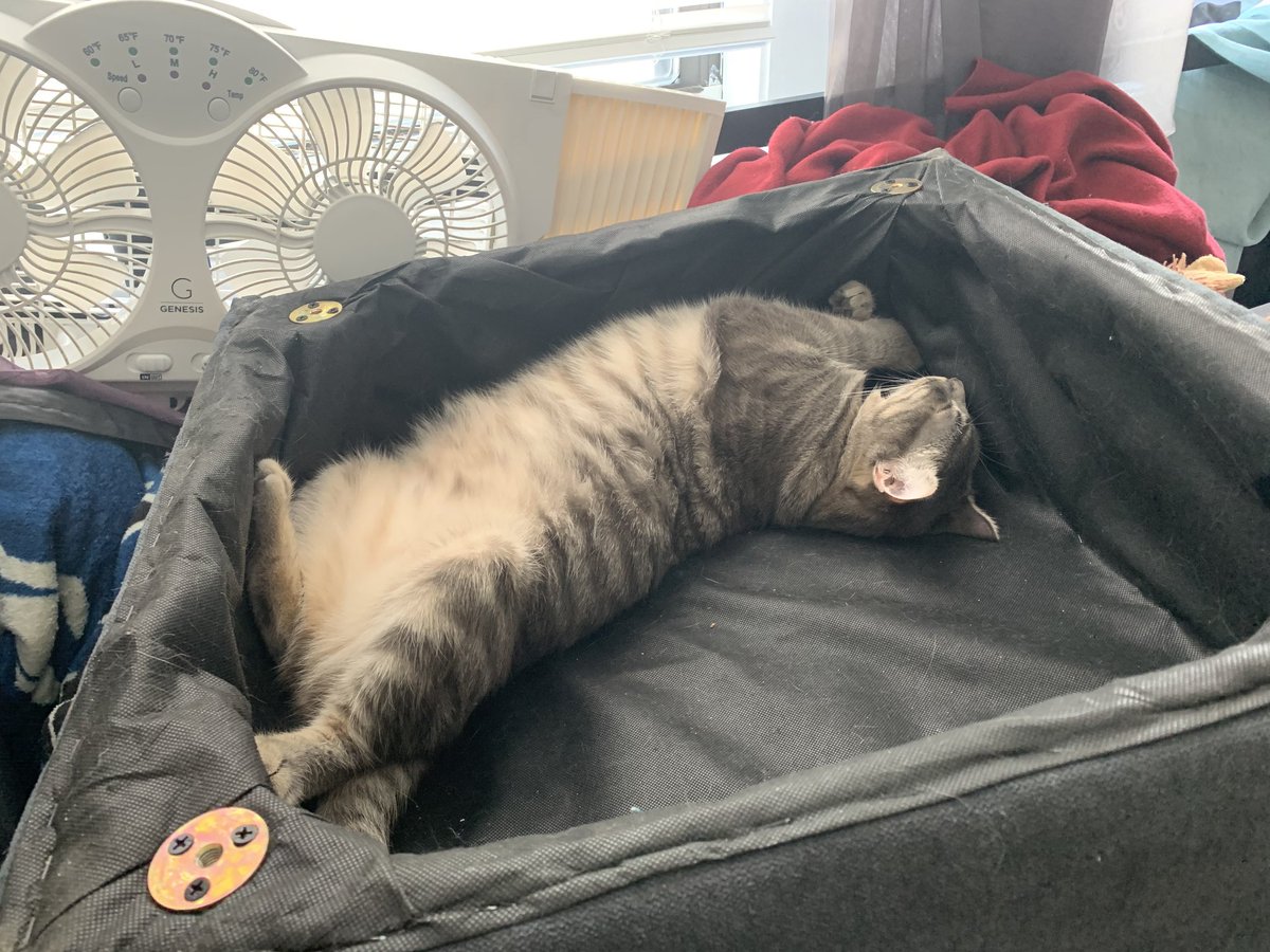leviathanthecat's tweet photo. the moste comfourtable an cat can ,be https://t.co/5qV0yLjt2x