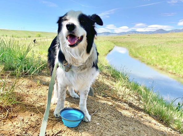 dtownsuperior's tweet image. It’s #NationalSpoilYourDogDay and we can’t think of anything better than getting on the #ColoradoTrails With more than 42 acres of outdoor recreation and #openspace to enjoy in our community, your furry friend will thank you for choosing @dtownsuperior.