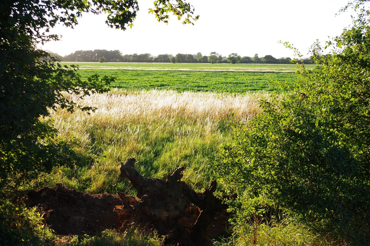 SaveHoneyHill1's tweet photo. In 2014 @AnglianWater announced an investment of £21 million to future proof their #cambridge sewage plant. Now they plan to build a new plant on #cambridge #GreenBelt and sell the old site to developers https://t.co/G4kGOr5Tvd #cwwtpr @guardianeco @guardiannews @privateeyenews https://t.co/aXgF32TGwC