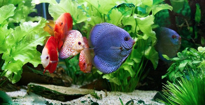 DiscusGuydotcom's tweet photo. Top 5 Discus Tank Mates 2019... https://t.co/wibQTRSvKs