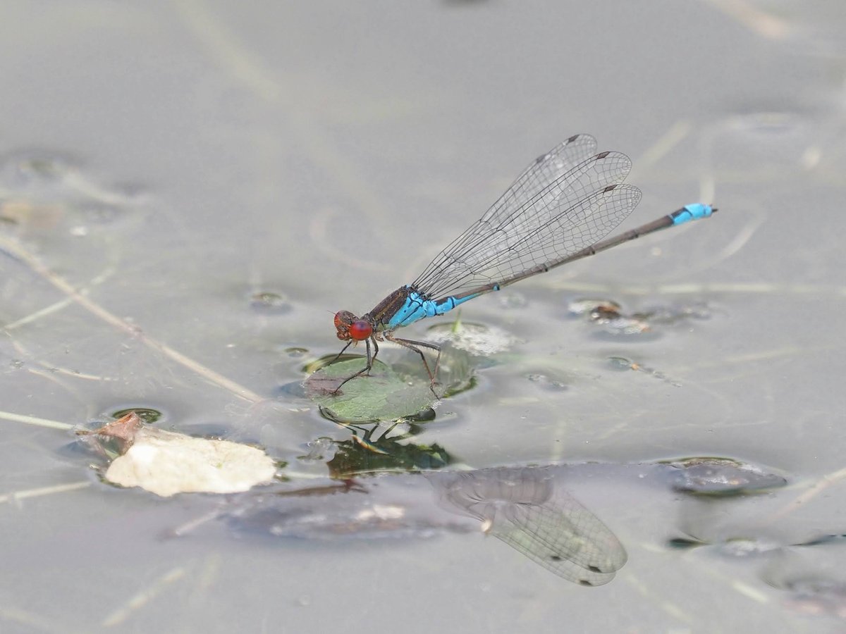 LaughingGravy71's tweet photo. If you don't love #damselflies you clearly don't love life 😅😉 Banded demoiselle, small red eyed, and common damselfly on the Aylesbury arm of the grand Union canal last week. All shot on my @OlympusUK EM1 MK3 and the remarkable 40-150mm pro (w 1.4x TC). Stunning insects 😍 https://t.co/0owlttaYNo