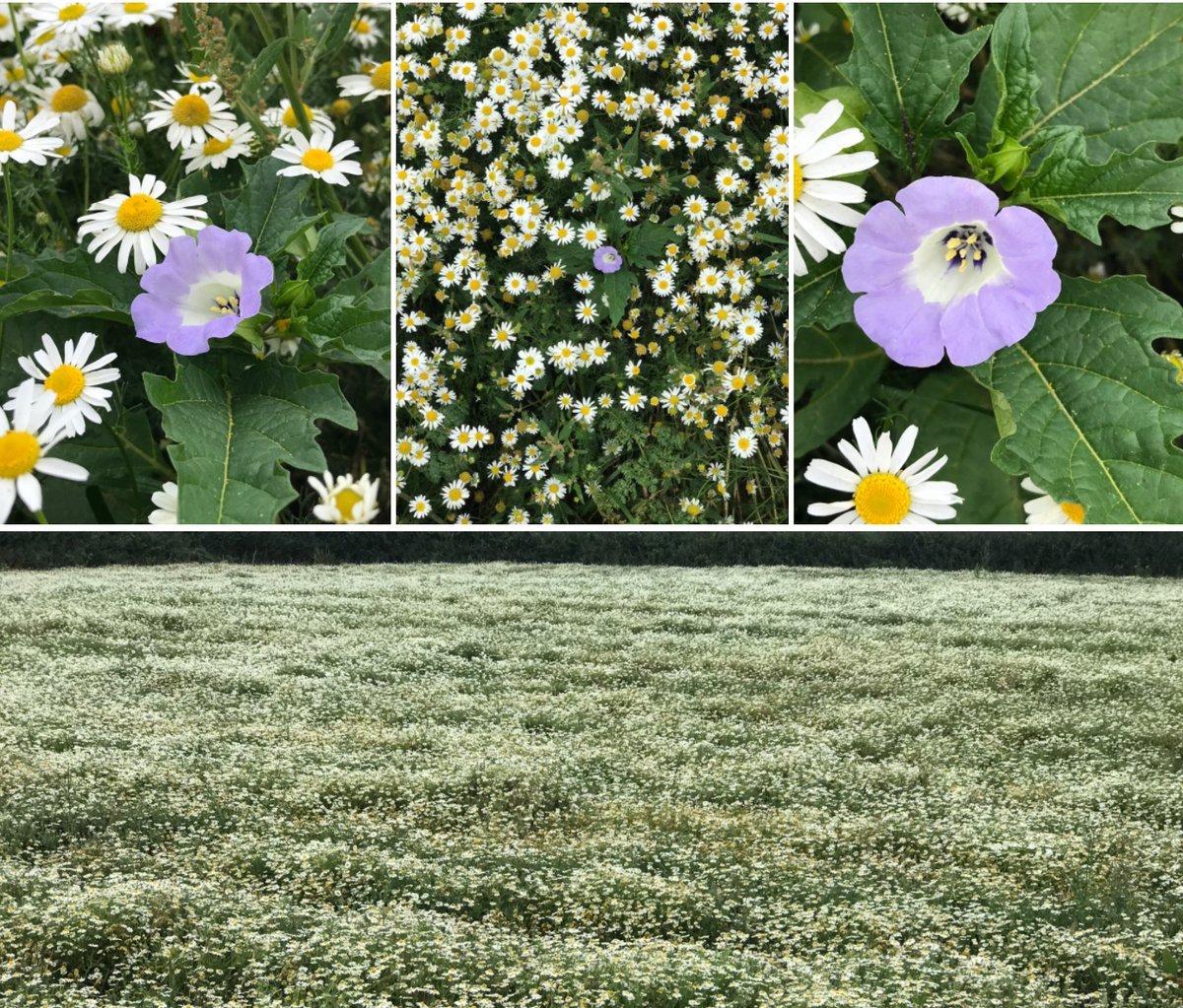 CropShots's tweet image. Not often that a 40-year+ agronomist comes across a new weed in a grass ley! It's an 'Apple of Sodom' -  Nicandra physalodes peeking up through an invasion of Mayweed. Terrific name, eh?