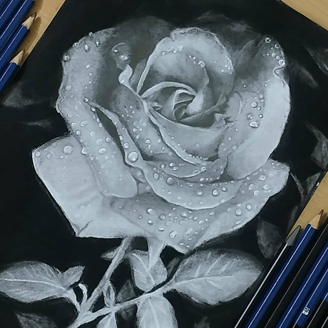 Rose Drawing realistic drawing HD phone wallpaper  Pxfuel