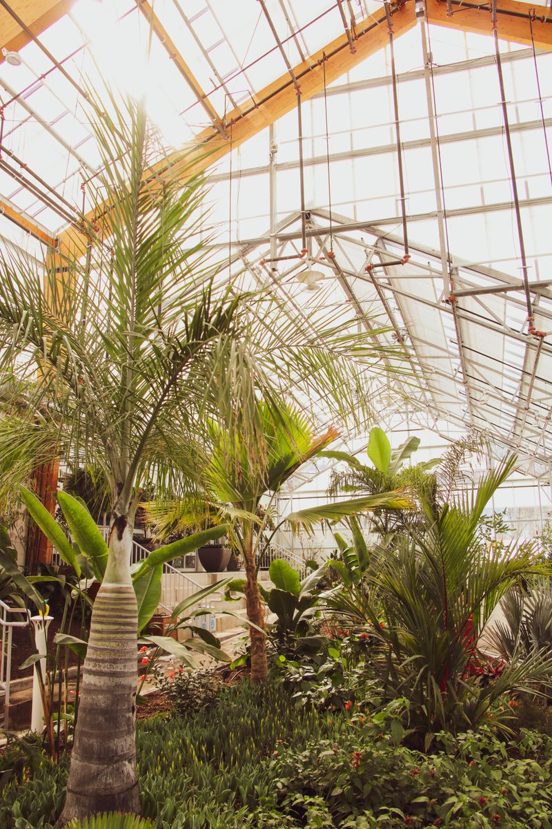 cityofhamilton's tweet photo. The Gage Park Tropical Greenhouse has reopened to the public with modified hours - Friday, Saturday and Sunday 10am-4pm.
Masks/face coverings are required, please be sure to keep 2m from others while visiting. https://t.co/ISeujT881y #HamiltonReopens https://t.co/OAHt57JdmY