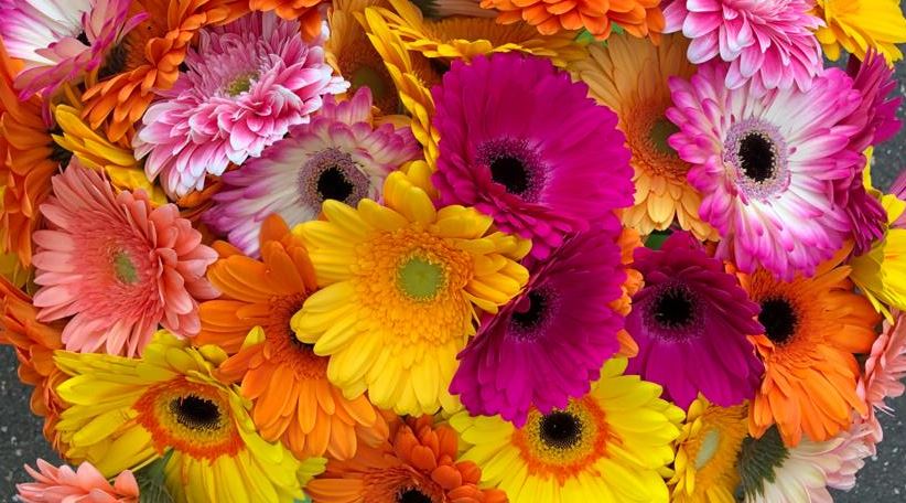 A gerbera brings a good dose of cheerfulness into your home. The flower has a fresh color and whether it is in one color, two-color or multi-color, with a gerbera you bring fleur into your home. Every year 900 million gerberas are produced in the Netherlands. A popular lady!