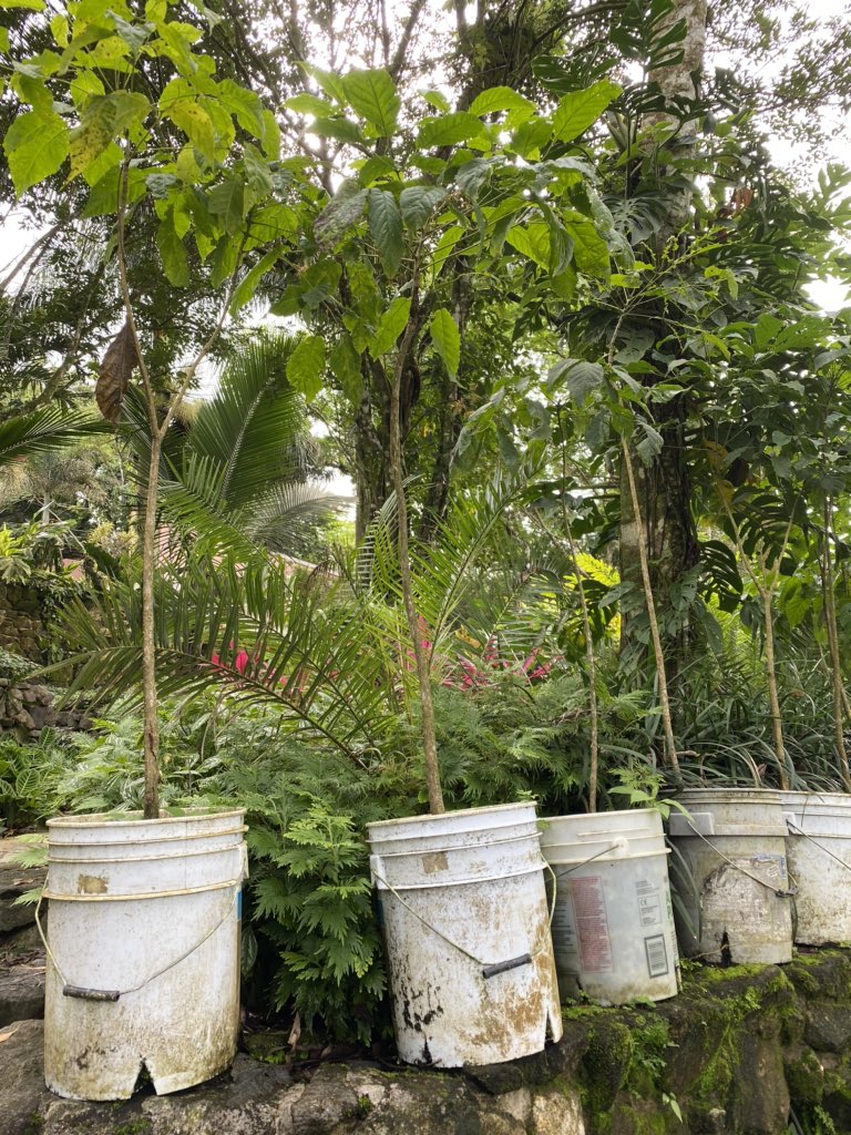 Hoy estamos enviando a panamá 10 Guayacanes en tanque de 5.7 de altura para que se siembren uno en cada barrio que esté en el programa de siembra , será el árbol insignia de cada barrio, se debe sembrar en tanque solo abriendo la parte de abajo así también se controla las raíces