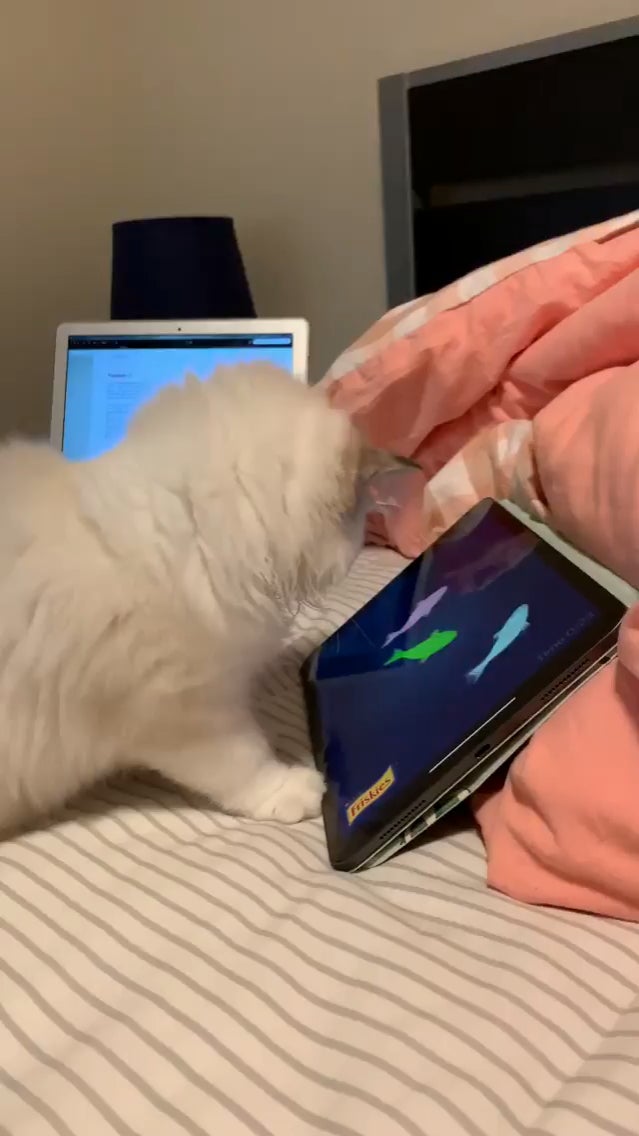 MeowMoeDotCom's tweet photo. fish!!!!!!!!!fish!!!!!!!!!!!!!!
 
#Cats #Cat #Kittens #Kitten #Kitty #Pets #Pet #Meow #Moe #CuteCats #CuteCat #CuteKittens #CuteKitten #MeowMoe #Fishfish
 
https://t.co/tVdfTnswoj https://t.co/opQFWFnMRk