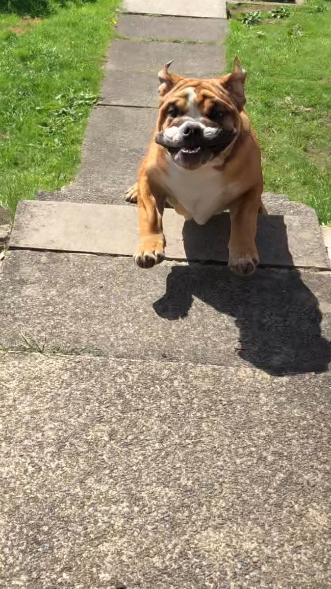 hilda_ronnie's tweet image. Gremlin comes very close.. oh no 🤦‍♀️ wait it’s Ronnie 🐾 🤣 fun in the garden 🌷 today.. Hilda wasn’t far behind 🐶 #ronnie #gremlin #capturethis #englishbulldog #bulldog #dogsofinstagram #mondaythoughts