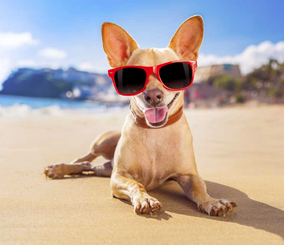 NatwideRVglass's tweet photo. Top 10 Dog Friendly Beaches in Florida
#7 Miami Beach’s Bark Beach
The only dog beach in the City of Miami Beach.
See your adventures thru clear #RVGlass https://t.co/w9yo2qspSG #USA #RvLife #GoRving https://t.co/T2fQIeTeaR