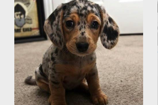 WeLoveDogsUSA's tweet photo. Today's Adorable Puppy is a #DappleDachshund https://t.co/NObCj1jsmb