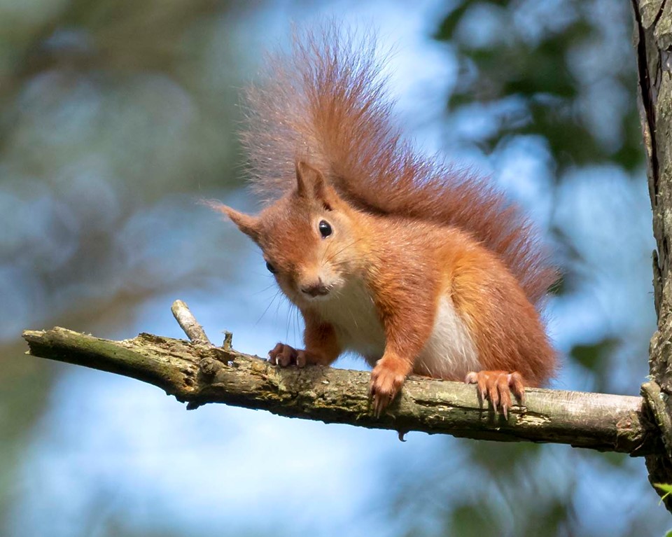 Welshsquirrels's tweet photo. How wonderful, our petition passes 3,500 with amazing help from so many members of the public and UK conservationists. A huge thanks to @markjenkinsonmp @DarrenMillarMS and Trudy Harrison https://t.co/UVDmoaAT3k for their support.
Please consider signing
https://t.co/f3wblBvePz https://t.co/o62jKSgSLk