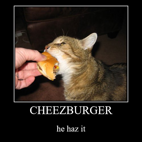 i like cats tweet media