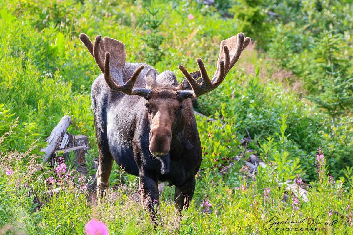 Great_SmallFoto's tweet photo. Bull Moose in Northern Colorado.
.
#moosemonday #viewsfromcolorado #wildlifephotography #wildlife #coloradowildlife #colorado #canonusa #canon #animal_captures #intelligentdesign #moose #nature_brilliance #bullmoose #nature_pictures #nature #majestic_wildlife #exploreourearth https://t.co/YGTN8XMIGH