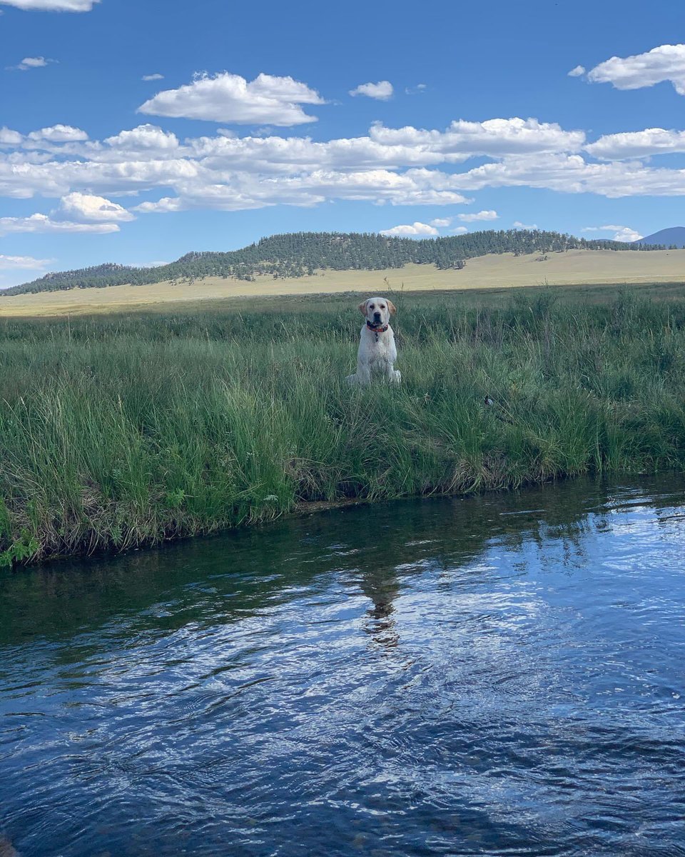 Team Gumbo Day 9s last entry. Hiking in South Park Colorado along the Spinney Reservoir. Great job team Gumbo! @mi4bh @du_gspp @mpsatdu #ownanyroutechallenge #dogsofinstagram #veternmentalhealth #tbiawareness #enjoylife