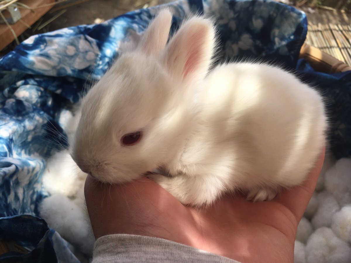 おもち 昨日で3か月 すくすくとモフモフに成長しています だいぶアンゴラさんらしく 毛が伸びました 今のところまだ仲良し 寄り添って一緒に遊んだりしています うさぎの赤ちゃん成長記録 日本アンゴラウサギ