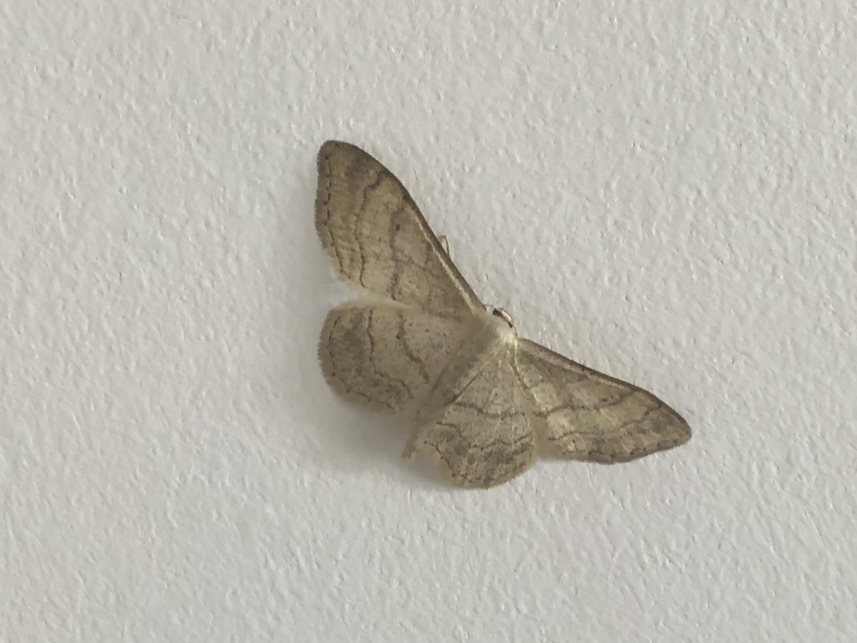 DominicKnower's tweet photo. Hello @MothIDUK - could you help with these please? P.s. just starting out with moths, any direction for support material welcomed. https://t.co/2JeslwcdQj