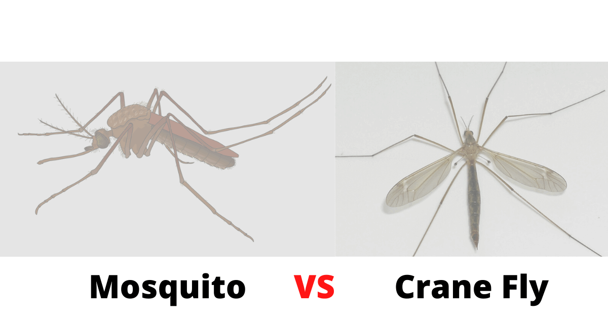 PestTrapping's tweet photo. Crane Fly vs. Mosquito :-What’s is the Difference ? :- Both these flying #insects come from the Nematocera Suborder, but their families differ....Continue Reading.
Read Full Articles :- https://t.co/2Cjih7oK1i
#pestcontrol #mosquito #cranefly #pestreview https://t.co/ubx8qw57cs
