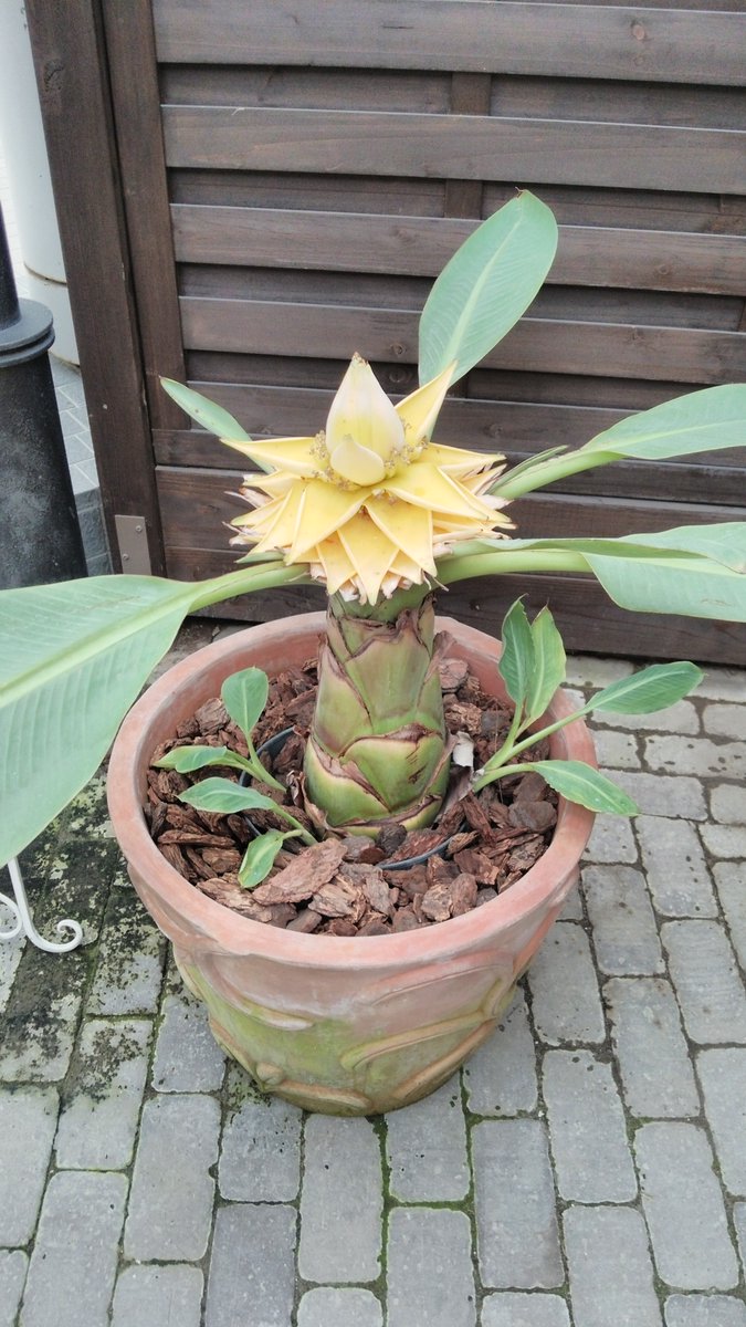 壱哉 ヴァルカン ショクダイオオコンニャク メイス エリンジューム ビッグ ブルー ゲーラ ジギタリス イルミネーションフレイム 写真の花 プロメス博士 パパヴェル ソムニフェルム エル 植えたらダメなケシ ビニー ハルジオン