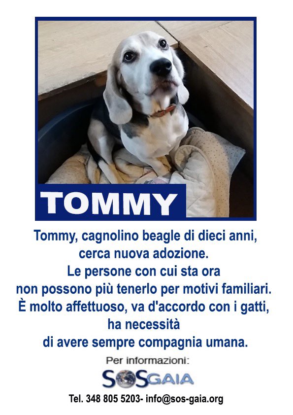 AnimalsArtists's tweet photo. Aiutiamo questo povero cagnolino! https://t.co/5lWRjdZ4UM