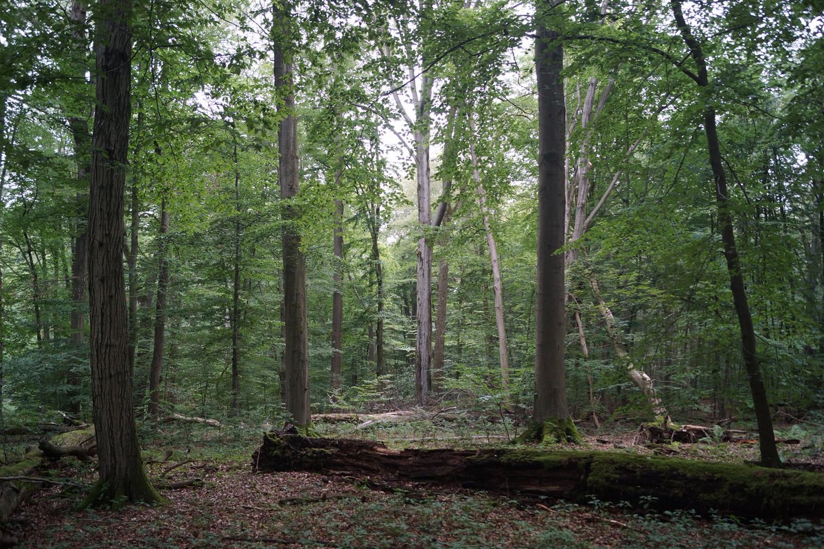 hneeberswalde's tweet photo. #Waldschutz ist besser für das #Klima als die #Holznutzung: Studie des Max-Planck-Instituts für Biogeochemie mehrfach widerlegt: https://t.co/wmKJvnsoYD
#Klimaschutz #Waldbau @NaturwaldAk @wohllebens https://t.co/6JPpd2JE5z
