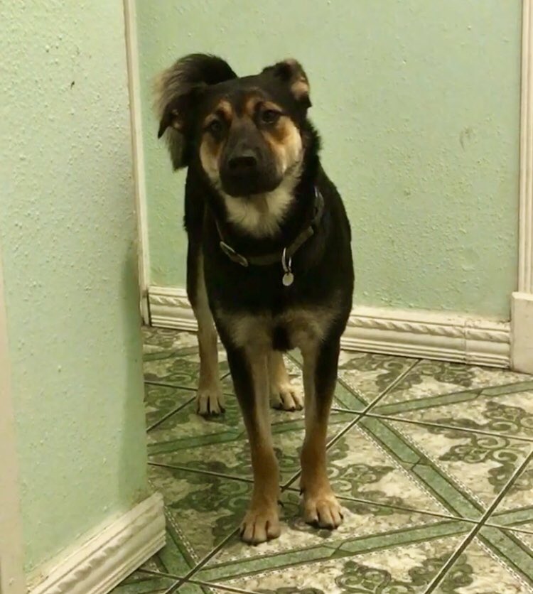 _rxllingstone's tweet photo. Hi, guys. Pls help me share this post to start a search party for our #dog. He’s lost by Richmond/Gessner but he’s a wild boi and may be anywhere in the #southwest #alief area by now. His name is Tank &amp; he’s wearing the olive collar as shown in the last pic. #bringtankhome 🥺 https://t.co/VL7gxyAIwu