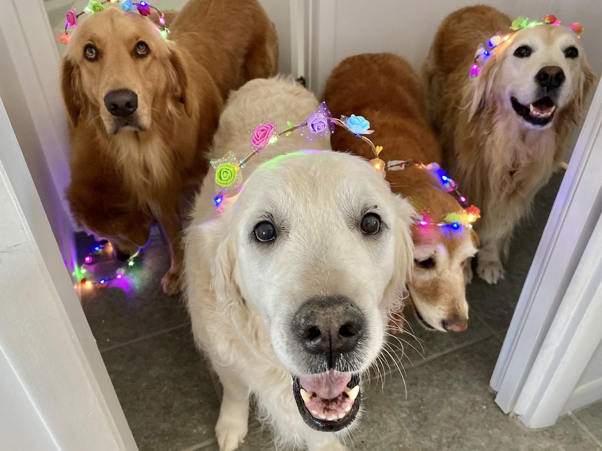 TheGoldenRatio4's tweet photo. Our Coachella photo shoot ... did not go as planned. https://t.co/sBmQIh6bRI
