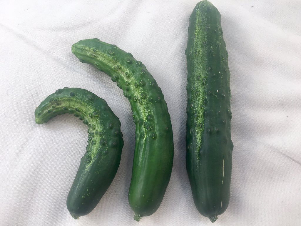 Everyone said I'd be overwhelmed with 5 courgette plants, but actually it's my 5 cucumber plants which have required daily cropping, so productive are they. (Not complaining: I am thrilled!) 