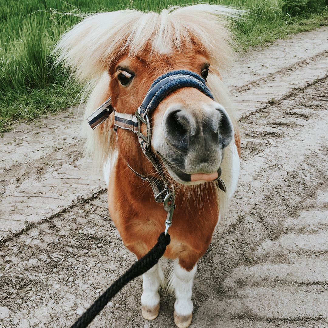 Happy Monday 🤩✨

No matter how big your horse is it is important to keep track of how they are trained 🧡